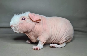 Skinny Pigs gesucht