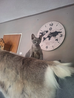 Devon Rex mit zubehör