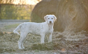 Hundekind Mei sucht ein schönes Zuhause