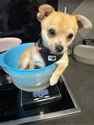 Chihuahua Rüde 