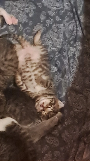 Bkh kitten