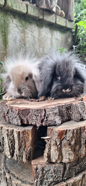 Mini Zwergwider Löwenkopf 