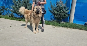 Zuhause gesucht für Troyan