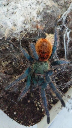 Chromatopelma cyaneopubescens 