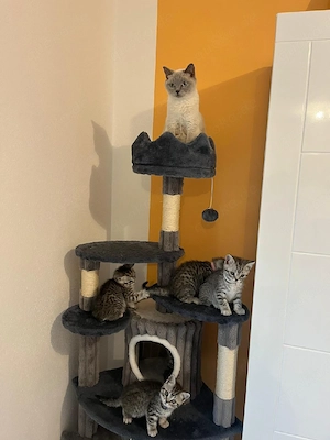 BKH Kitten 