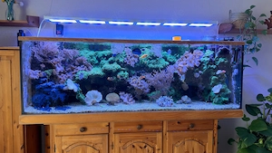 Aquarienauflösung Meerwasser Meerwasseraquaristik Auflösung