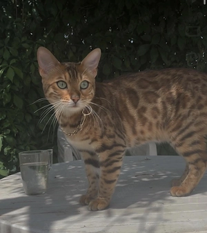 Bengalkatze zu verkaufen