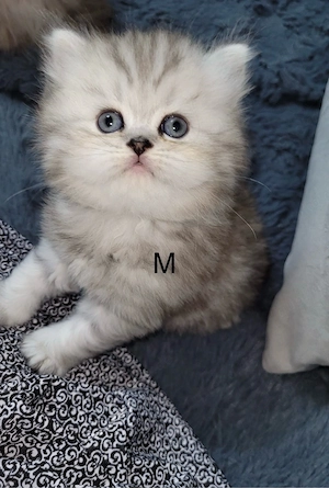 Bebykatzen