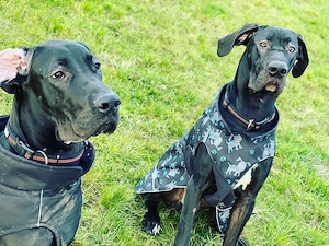 Deutsche dogge rüden
