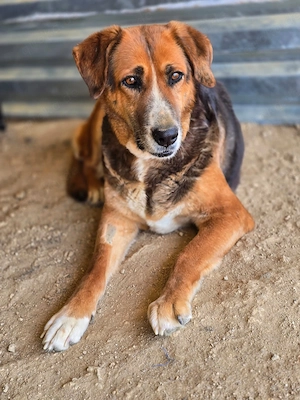 Angel   liebevoller Seniorin-Hund 