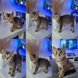 BKH-Kitten suchen ein liebevolles Zuhause
