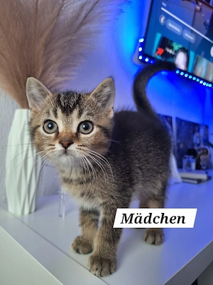 BKH-Kitten suchen ein liebevolles Zuhause