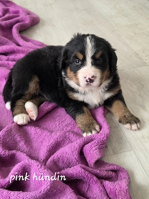 Berner Sennen Welpen suchen ein Zuhause