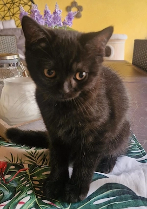 Unsere süße Britisch Kurzhaar (BKH) Kitten