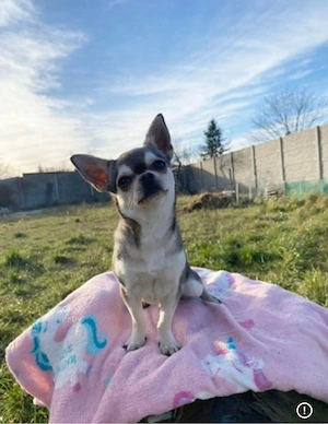 Champion-Chihuahua mit FCI-Papieren