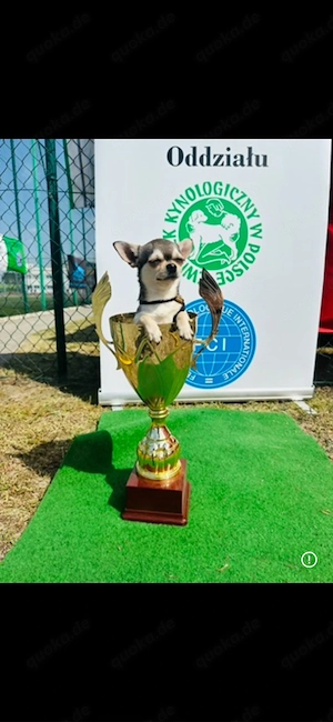 Kurzhaariger chihuahua CHAMPION FCI 