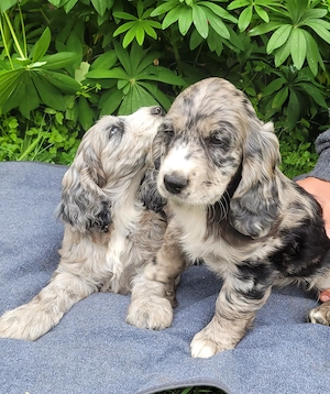 Cockapoo Welpen Harlekin-Merle