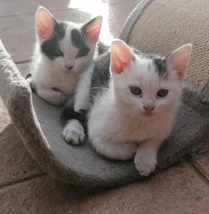 Aprilkitten süße Katzenbabies 
