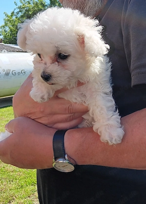 Bichon Frise Welpen