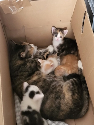    Süße Babykätzchen suchen ein liebevolles Zuhause!   