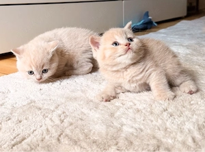 Wunderschöne Britisch Kurzhaar Kitten suchen ab Ende Juli ein liebevolles Zuhause