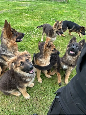     Deutsche Schäferhund Welpen suchen liebevolles Zuhause