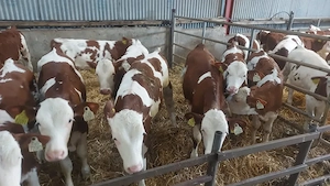 25 Hereford Calves For Sale 