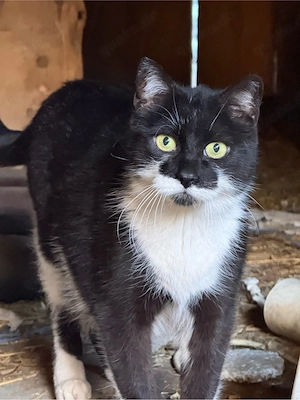 KOSTENLOS! Liebe Hofkatze sucht liebevolles Zuhause mit Freigang