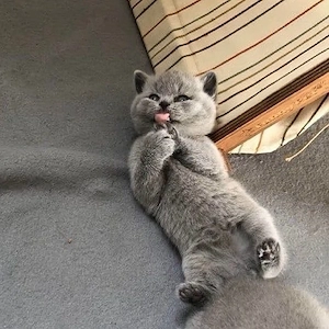 Zwei British Shorthair Kater zu verkaufen 