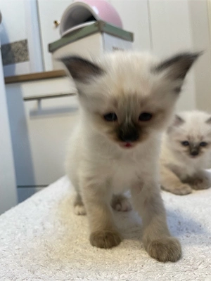 heilige birma kitten reinrassig