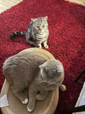 Wir suchen einen Bruder !!