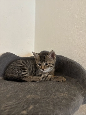 Katze Kitte Kätzin Baby Katze 