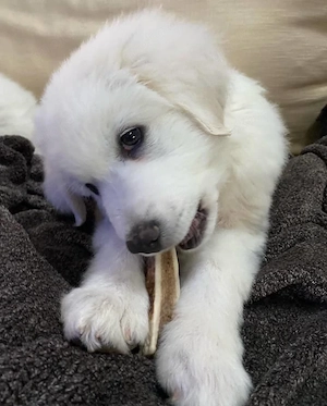 Wunderschöner Great Pyrenees Welpe  Toby    4 Monate alt mit Eigentumsnachweis