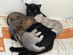 BKH-Kitten ab in liebevolle Hände abzugeben