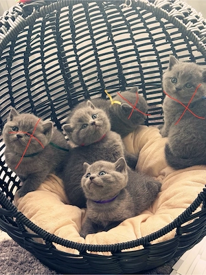 Zwei süße BKH-Katerchen suchen ein liebevolles Zuhause   