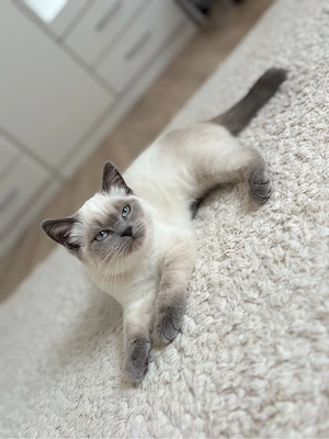 BKH Blue Point Kitten
