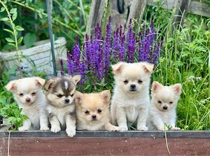 Pomchi Welpen 