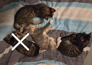 Katzenbabys  Kitten