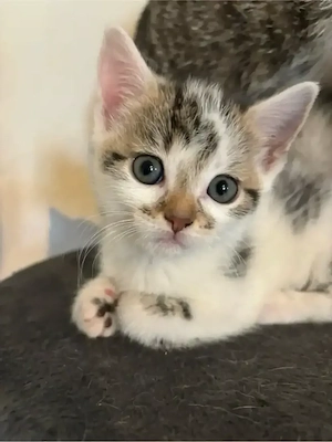 Katzen Baby Kätzin Katze Kitten