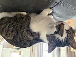 Kater abzugeben