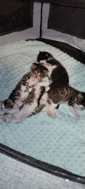 Babykatzen - Kitten 