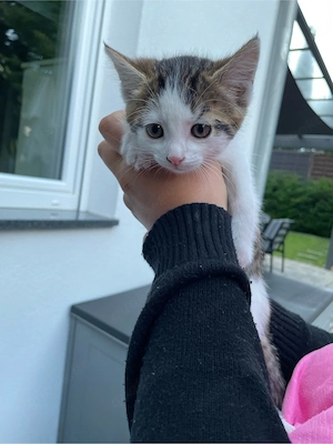 Babykatzen