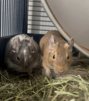 2 junge Degu-Mädchen mit Gehege & Zubehör suchen liebevolles Zuhause