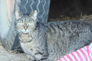 KOSTENLOS! Junge Hofkatze sucht liebevolles Zuhause mit Freigang