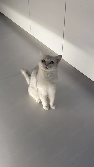 Britisch Kurzhaar Katze (2 Jahre) sucht liebevolles Zuhause