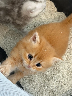 baby katzen 