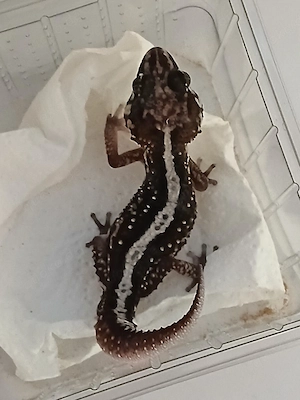 Verkaufe 1 Madagaskar- Großkopfgecko alter 2 Jahre .