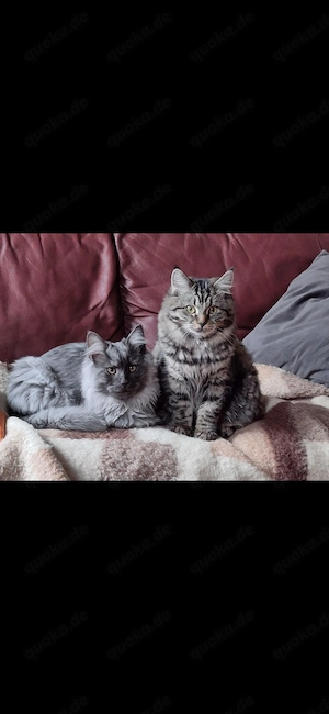 Maine Coon Waldkatzen Mix Kitten 1 Katerle, 1 Kätzle