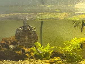 Höckerschildkröte Schildkröte anzugeben 