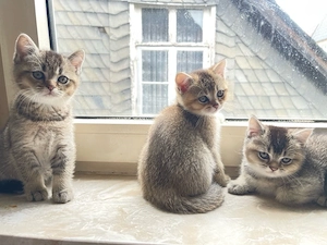 Britich kurzharr-kater